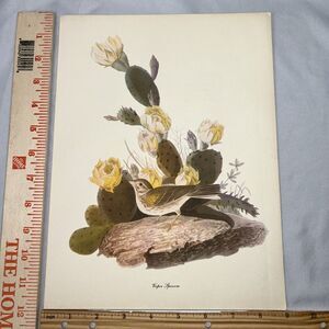 Vesper Sparrow Print Roger Tory Peterson Lithograph Audubon Birds of America